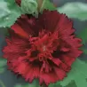 Alcea rosea CRIMSON RED
