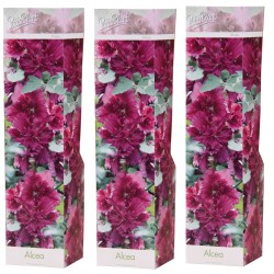 Alcea rosea PURPLE