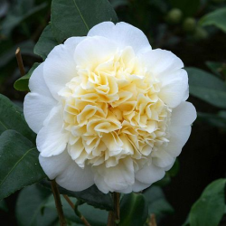 Kamelija - Camellia BRUSHFIELDS YELLOW