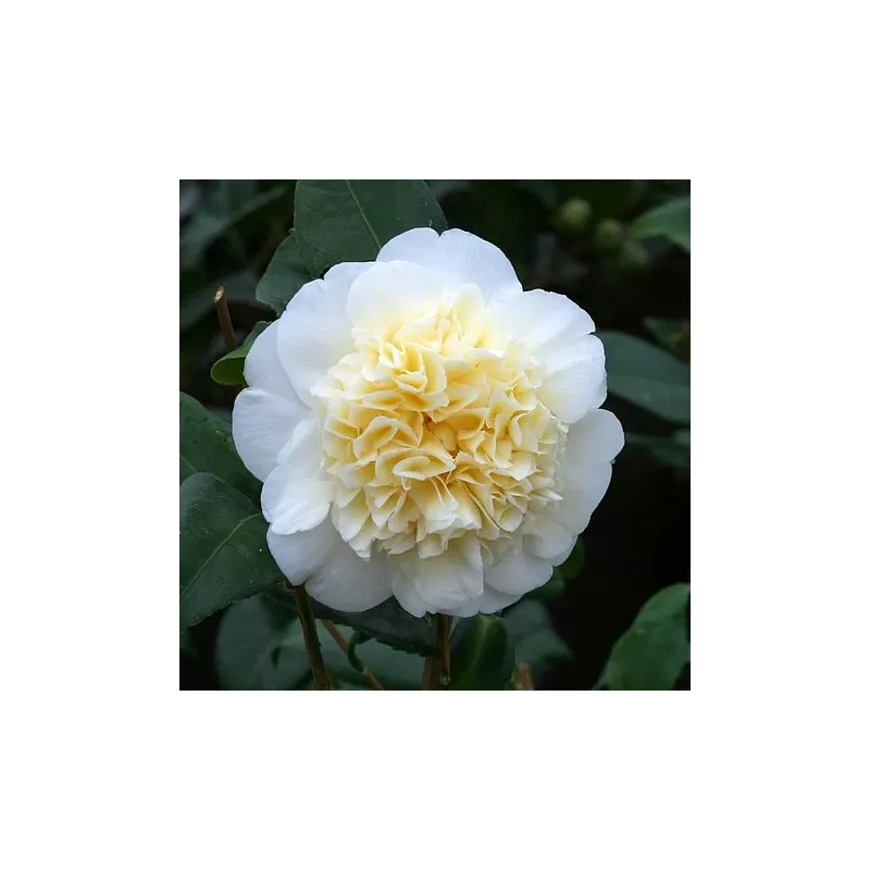 Kamelija - Camellia BRUSHFIELDS YELLOW
