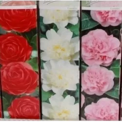 Kamelija - Camellia TRICOLOR