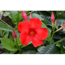 Mandevila (sundavilė, mandevilė, dipladenija) - Mandevilla sundaville (syn. dipladenia) 15Ø 40cm