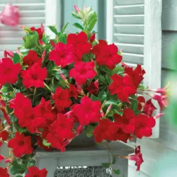 Mandevila (sundavilė, mandevilė, dipladenija) - Mandevilla sundaville (syn. dipladenia) 15Ø 40cm