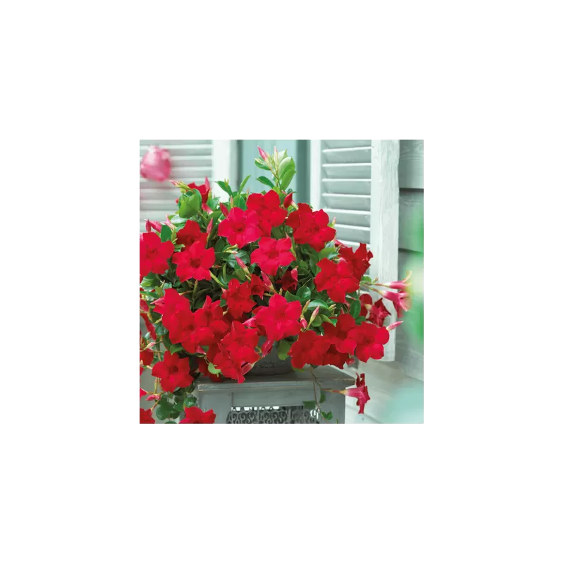 Mandevila (sundavilė, mandevilė, dipladenija) - Mandevilla sundaville (syn. dipladenia) 15Ø 40cm