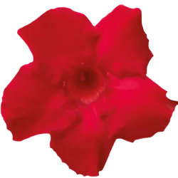 Mandevila (sundavilė, mandevilė, dipladenija) - Mandevilla sundaville (syn. dipladenia) 15Ø 40cm