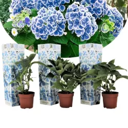 Hydrangea macrophylla BAVARIA
