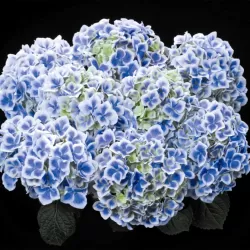 Darželinė hortenzija - Hydrangea macrophylla BAVARIA/CAMILLA