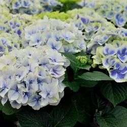 Hydrangea macrophylla BAVARIA