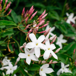 Vaistinis jazminaitis - Jasminum officinale