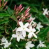 Jasminum officinale