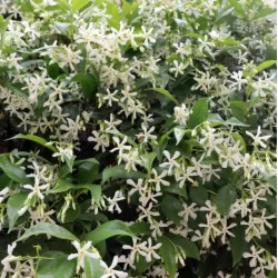 Vaistinis jazminaitis - Jasminum officinale