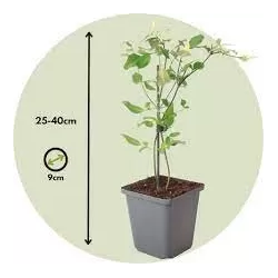 Jasminum stephanense Summer Scent roze