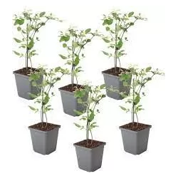 Jasminum stephanense Summer Scent roze