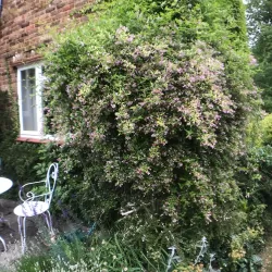 Jasminum stephanense Summer Scent roze