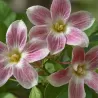 Jazminaitis - Jasminum stephanense Summer Scent roze
