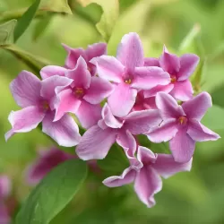 Jasminum stephanense Summer Scent roze