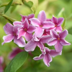 Jazminaitis - Jasminum stephanense Summer Scent roze