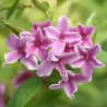Jasminum stephanense Summer Scent roze