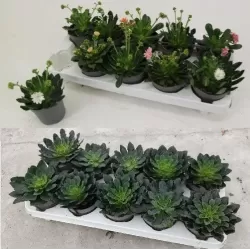 Lewisia cotyledon MOUNTAIN DREAMS