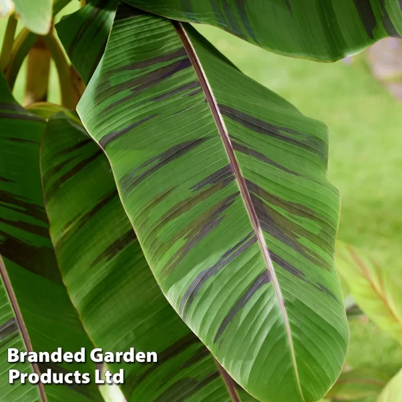 Bananmedis (bananas) - Musa sikkimensis EVER RED