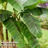 Bananmedis (bananas) - Musa sikkimensis EVER RED