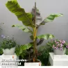 Bananmedis (bananas) - Musa sikkimensis EVER RED