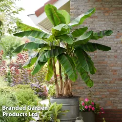 Musa sikkimensis EVER RED