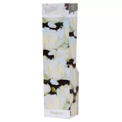 Bijūnas - Paeonia lactiflora WHITE SARAH BERNHARDT (Longlife white)