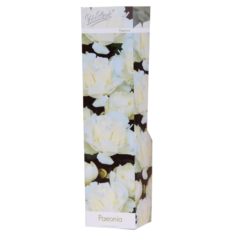 Bijūnas - Paeonia lactiflora WHITE SARAH BERNHARDT (Longlife white)