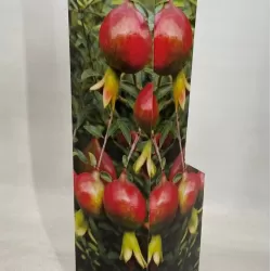 Granatmedis Punica granatum