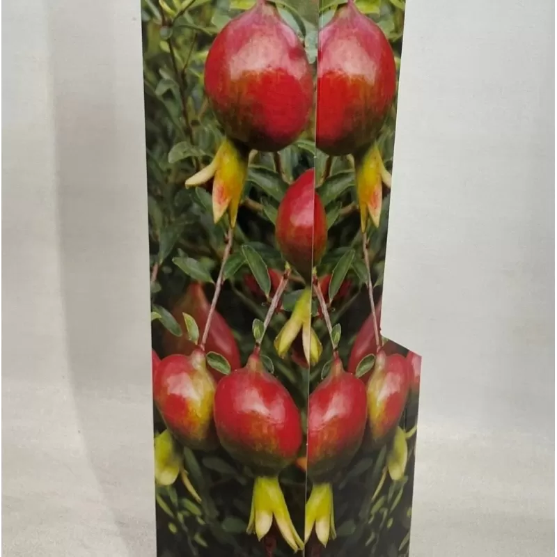 Granatmedis Punica granatum