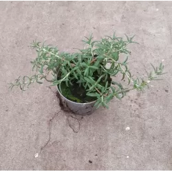 Kvapusis rozmarinas - Rosmarinus officinalis BLUE CASCADE