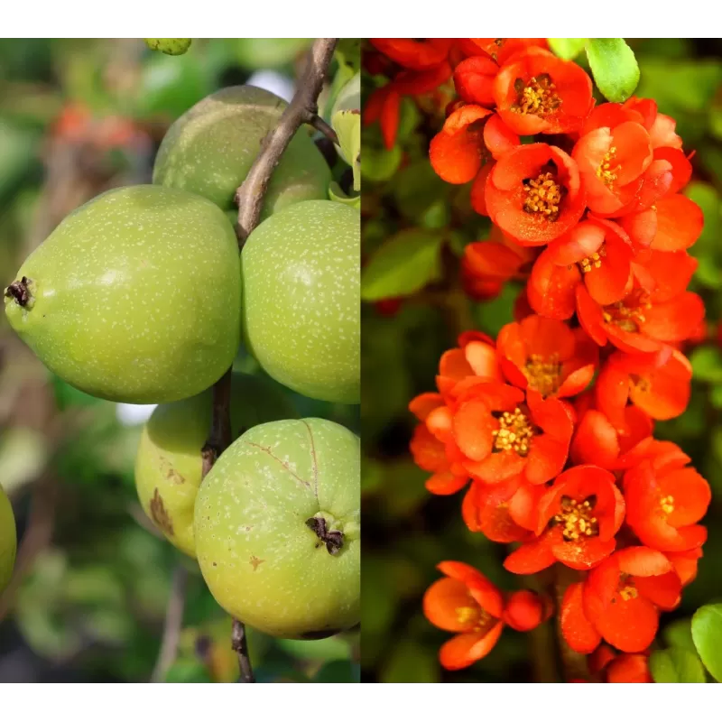Svarainis - Chaenomeles japonica SARGENTII Svarainis - Chaenomeles japonica SARGENTII