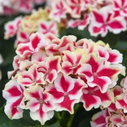 Darželinė hortenzija - Hydrangea macrophylla CAMILLA