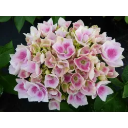 Darželinė hortenzija - Hydrangea macrophylla CAMILLA