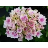 Darželinė hortenzija - Hydrangea macrophylla CAMILLA