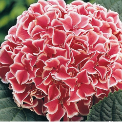 Hydrangea macrophylla CAMILLA