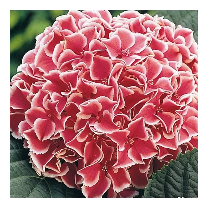 Hydrangea macrophylla CAMILLA