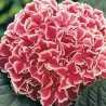 Hydrangea macrophylla CAMILLA
