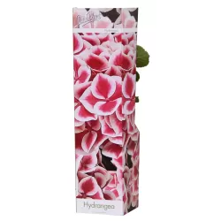 Darželinė hortenzija - Hydrangea macrophylla CAMILLA