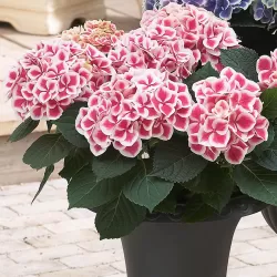 Darželinė hortenzija - Hydrangea macrophylla CAMILLA