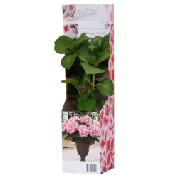 Darželinė hortenzija - Hydrangea macrophylla CAMILLA