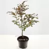 FAGUS SYLVATICA ATROPUNICEA Purpurea