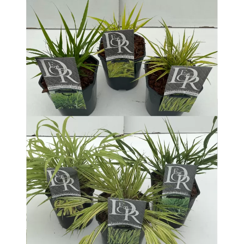 Užsisakyk augalus pavasariui jau dabar