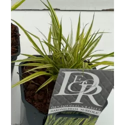 Užsisakyk augalus pavasariui jau dabar