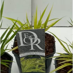 Užsisakyk augalus pavasariui jau dabar