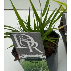 Užsisakyk augalus pavasariui jau dabar