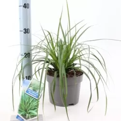 EVERCOLOR viksvų rinkinys - Carex EVERCOLOR mix