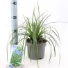 EVERCOLOR viksvų rinkinys - Carex EVERCOLOR mix