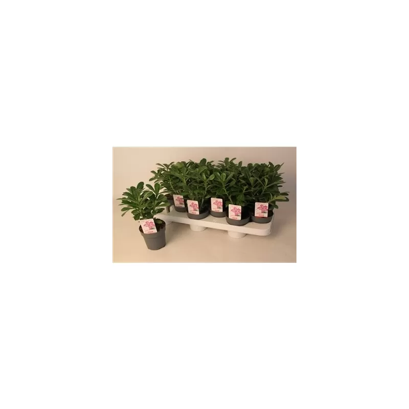 Adenium obesum Picotee P10.5
